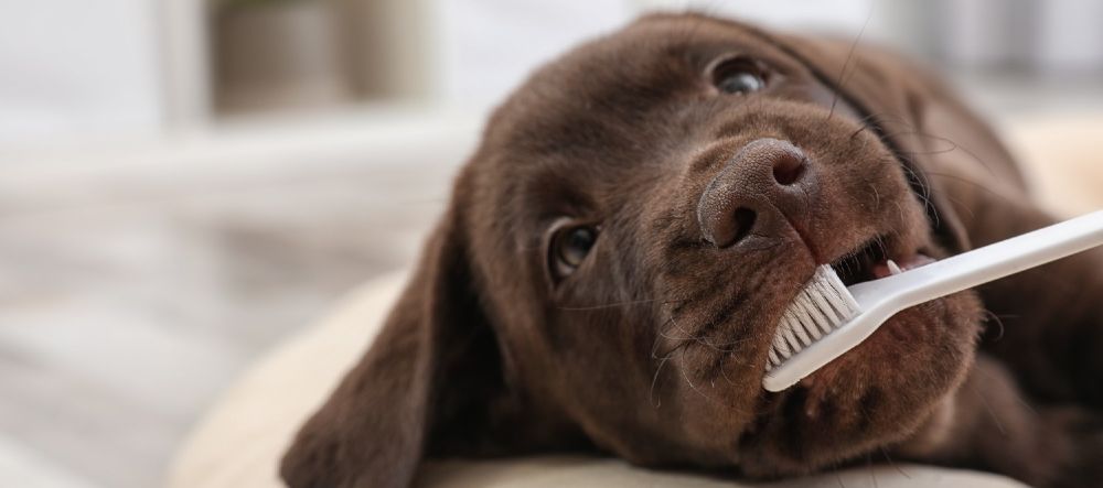Dog with toothbrush