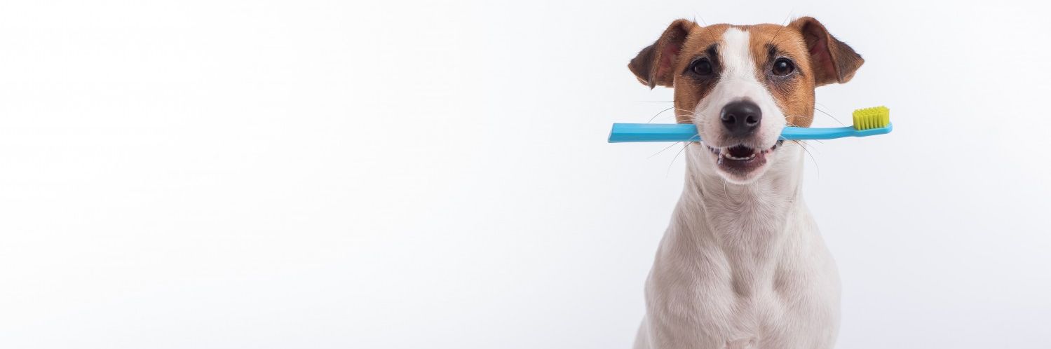 Dog with toothbrush