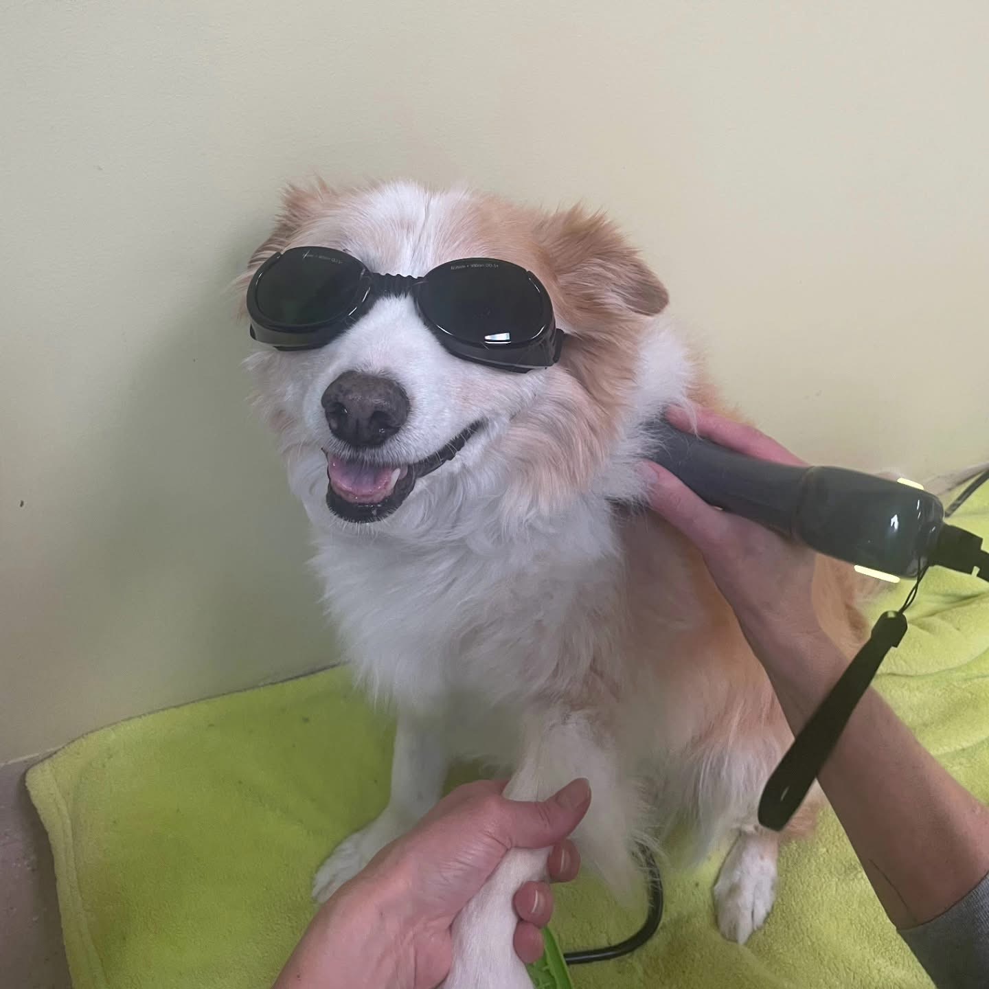 Dog ready for laser therapy services