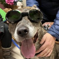 Laser Therapy Services